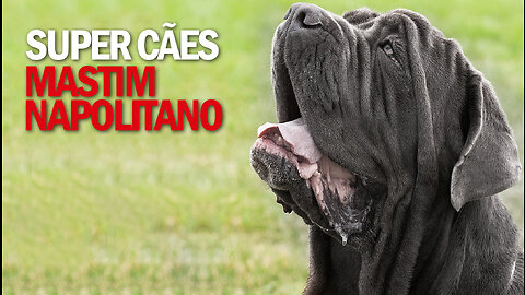 Super Cães | Mastim Napolitano | JV Jornalismo Verdade