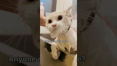 #shorts Смешные Коты Из Тик Тока 119 Funny Cats From Tiktok