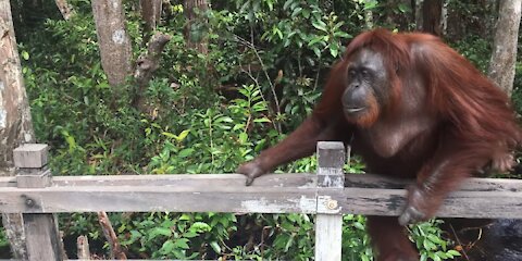 Waw!. See the orang utan up close. if he wants to show something to us?