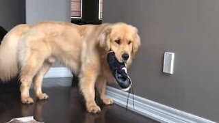 Golden retriever keeps pinching footwear