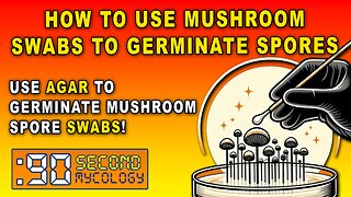 How to Use Mushroom Swabs to Germinate Spores \\ Fungi & Agar