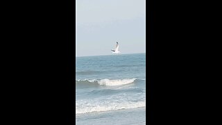 •Seagull takes flight over the Sea ⛵☀️