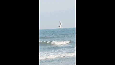 •Seagull takes flight over the Sea ⛵☀️