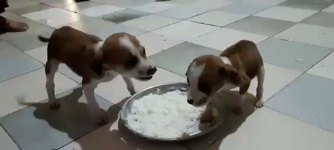 puppy fighting