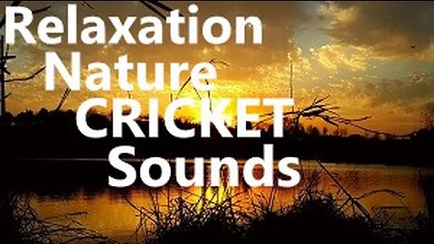 Night Ambient Sounds, Study Relax Meditate and Sleep with Forest Cricket Nature Sounds