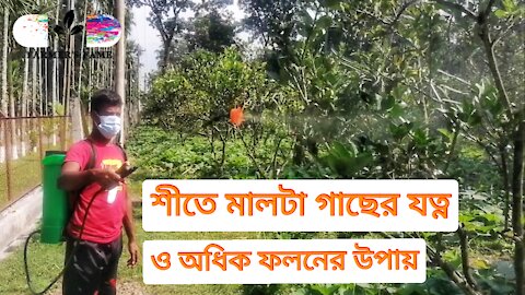 Malta Plant/Tree Care in Winter Season for Higher Malta Production Process in Bangladesh