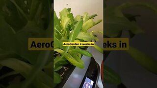 AeroGarden 4 weeks in