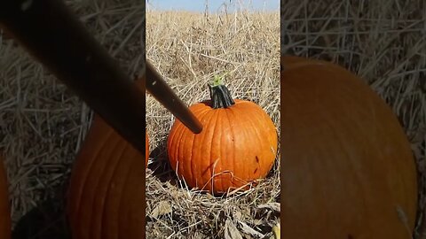 Shootin up Pumpkins in Merica!