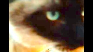 VIC TANNY -2005a - “CALIFORNIA CATS" 7845 91040 Video Louis Elovitz