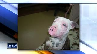 Young pit bull recovering after alleged animal abuse in Green Bay