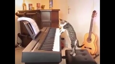 Cat Plays Still D.R.E on Piano!