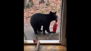 Bear Gets Himself A Christmas Present