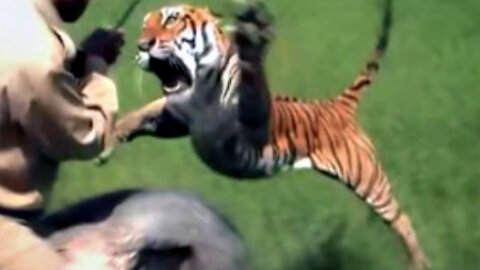 Tiger Jumps jumps into air and....