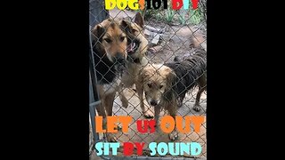 DOGs Sound Command DIY | Shepherds | Playtime Sit by Sound | Cross Training