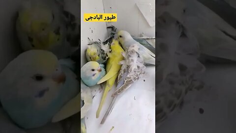 طيور البادجى هوكو كيوت روعة مرحبا