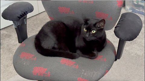 Adopting a Cat from a Shelter Vlog - Cute Precious Piper is Humble and Modest