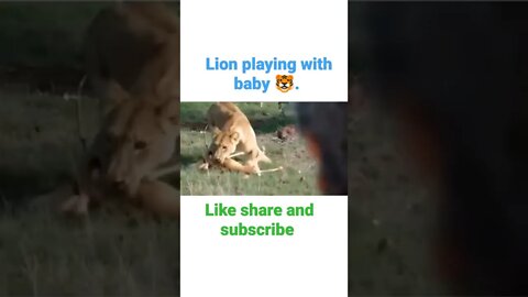 lion playing with baby animals • #shorts #youtubeshorts