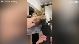 Cat falls in love with massager