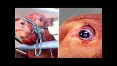 Tears Flow From Cow’s Eyes When She Realizes She’s Being Sent To Slaughterhouse