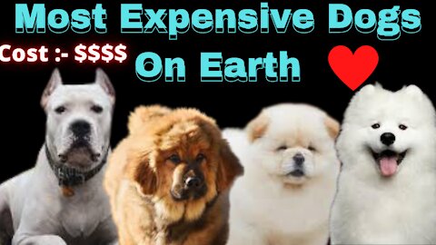 Most Expensive Dog Breeds in World