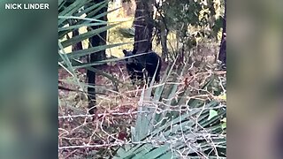 Bear spotted numerous times in Polk County