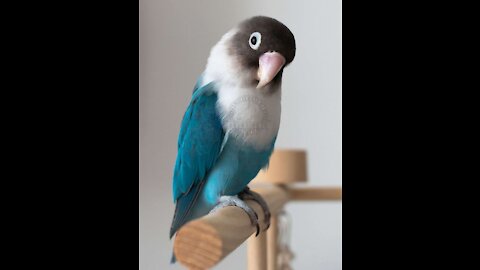 Sweet parrot tells his owner he loves her