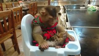 Monkey heroically rescues stray kitten