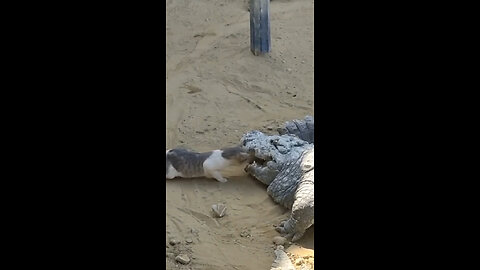 See how this cat pulls food out of the crocodile's mouth in a funny way