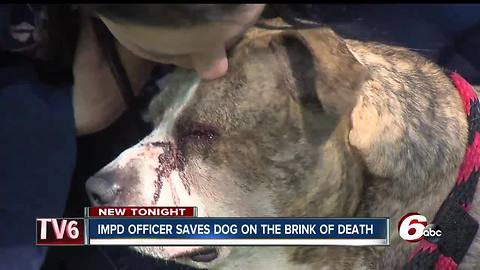 IMPD officer rescues dog that was shot & left for dead; adopts him