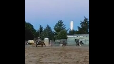 Team Roping Practice on live cattle - 11 Aug 2022