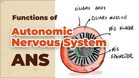 Functions of Autonomic Nervous System (ANS) | Will You Spit on a Lion?