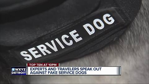 Experts and travelers speak out against fake service dogs