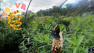 360⁰ VR Visiting a Butterfly house at Burnett's Country Gardens!