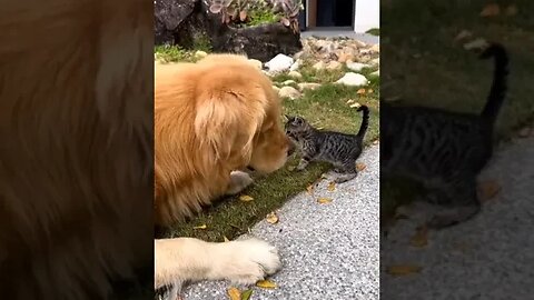 Golden Retriever Excited About The New Kitten 🟠⚪🟣 NPC Parents