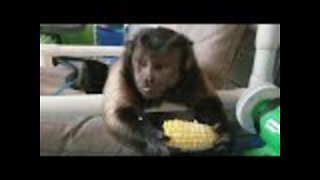 Capuchin monkey feasts on corn on the cob