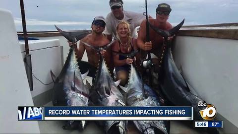 Record ocean temps luring fish closer to San Diego's coast