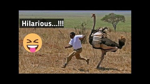 Ostrich Funny Riding - Ostrich Funny Video