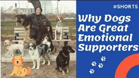 HOW DOGS MAKE US FEEL BETTER