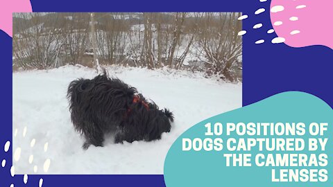 10 positions of dogs captured by the cameras lenses