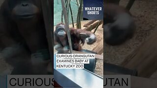 Curious Orangutan wants to have a look at the Human Baby #shorts #monkey #animals #baby