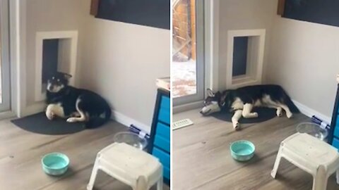Husky uses doggy door for hilarious reasons