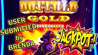 Buffalo Gold BONUS JACKPOT! Brenda's BIG WIN! Slot Ladies