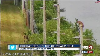 Bobcat climbs power pole along Alligator Alley