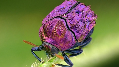 Rare purple beetle from the Amazon rainforest of Ecuador