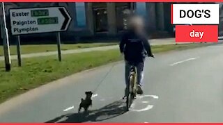 Shocking video shows a man cycling round a busy roundabout - alongside a DOG on a lead
