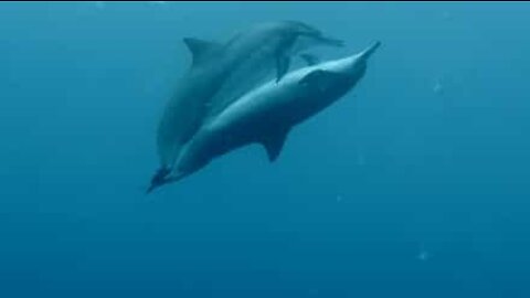 Dykare filmar delfiner i ett...intimt ögonblick