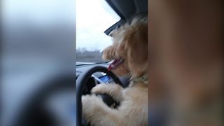 Funny Dog Loves To Drive A Car