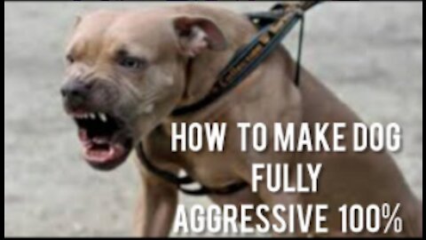 Easy Way To Make Dog Become Fully Aggressive With Few Simple Tips