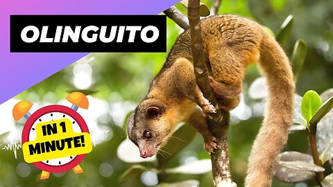 Olinguito - In 1 Minute! 🐒 One Of The Cutest And Exotic Animals In The World | 1 Minute Animals