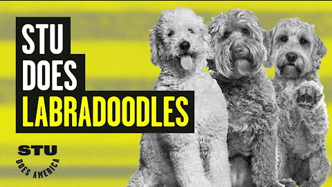 Stu Does Labradoodles: Adorable, Furry Lies | Guests: Dom Theodore & Sara Gonzales | Ep 53